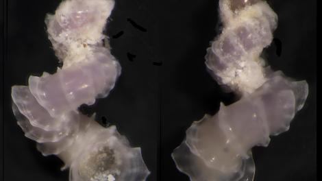Image of a micromollusc. Woodside Collection Project (2009-2014)